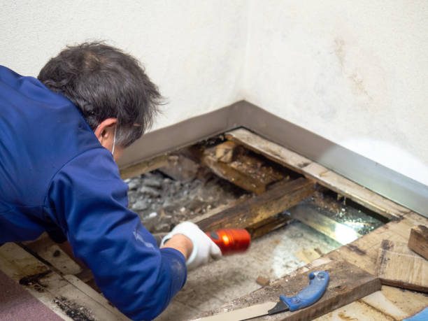 Best Mold Damage Repair  in Swissvale, PA