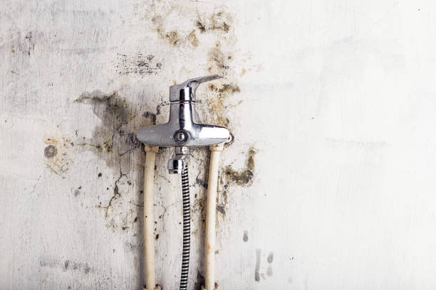 Best Office Mold Removal Services  in Swissvale, PA