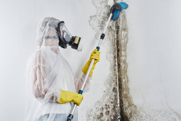 Mold Testing and Removal in Swissvale, PA