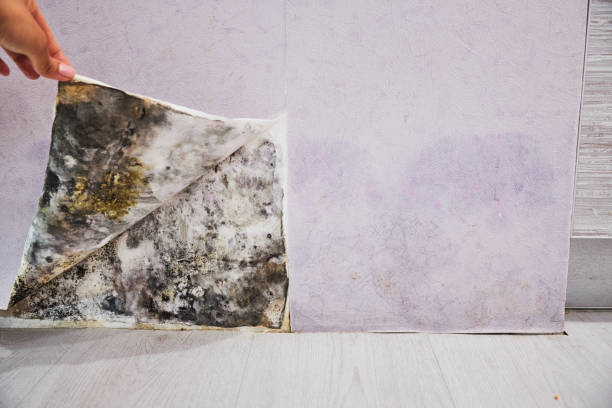 Best Certified Mold Removal  in Swissvale, PA